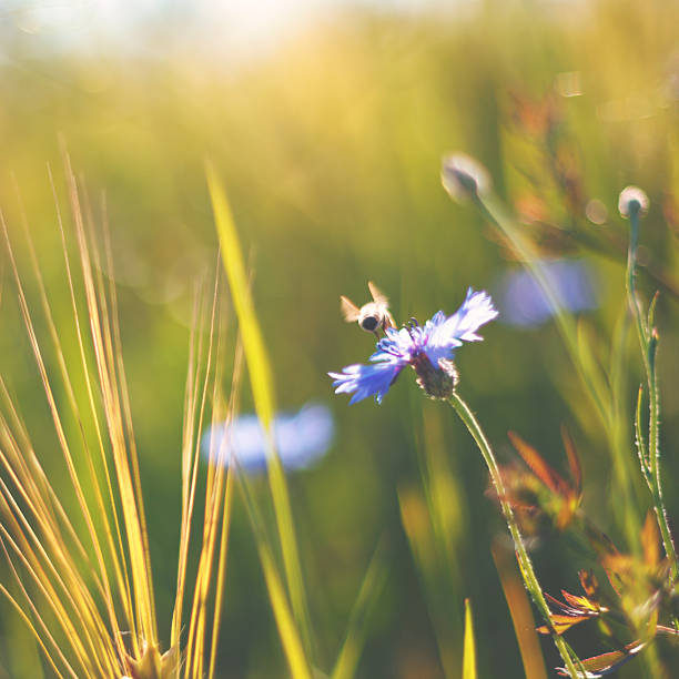 istock Honey bees at the summer meadow 465640398