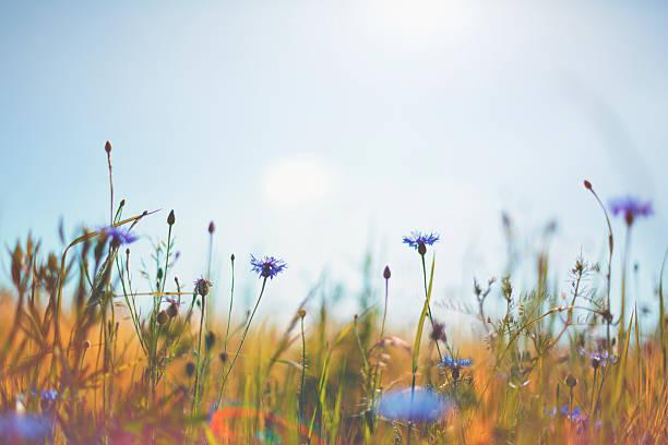 istock Cornflower [Centaurea cyanus] in summer on the meadow 465640402