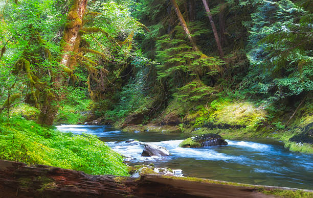 istock Salmon River Mt. Hood National Forest 465640456