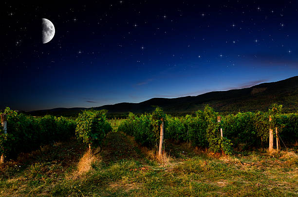 Night time view of a grape field