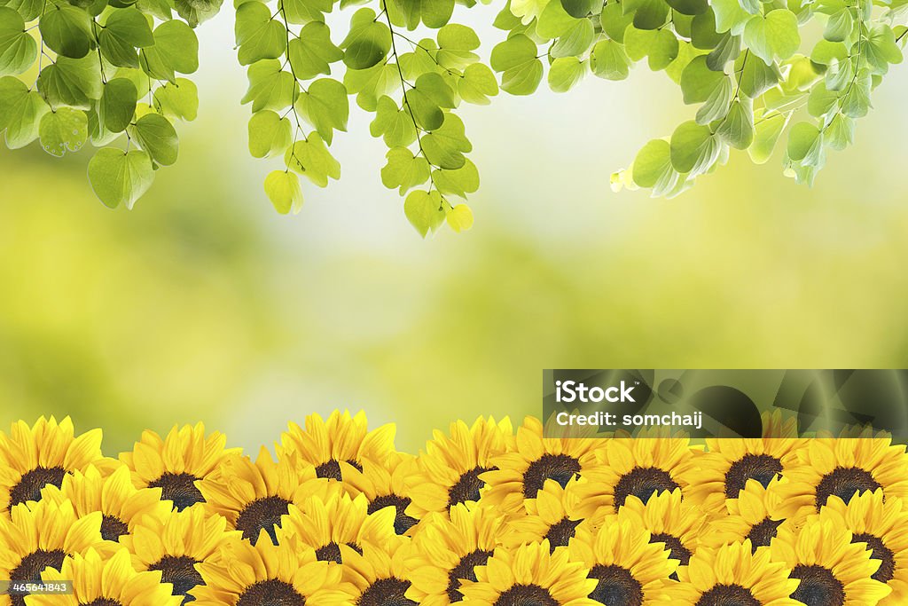 Sunflowers field Sunflower field with summer scene background Backgrounds Stock Photo