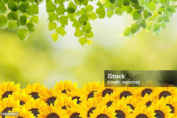 Sunflowers Field Stock Photo - Download Image Now - Backgrounds, Blue, Cheerful