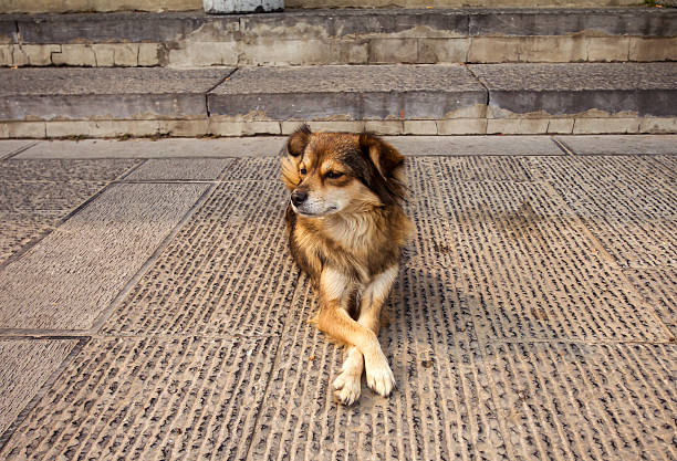 istock stray dog sitting like does't care about anything. 465642207