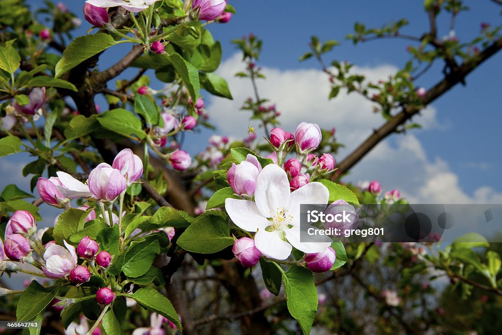 Frühling Blumen erblühen Orchard-Natur Hintergrund - Lizenzfrei Apfel Stock-Foto