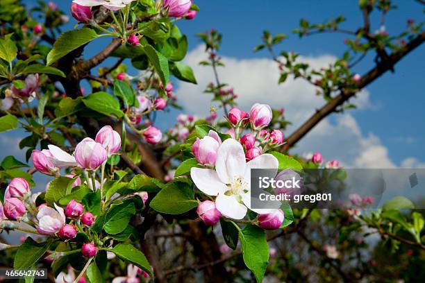 Frühling Blumen Erblühen Orchardnatur Hintergrund Stockfoto und mehr Bilder von Apfel - Apfel, Apfelbaum, Apfelbaum-Blüte