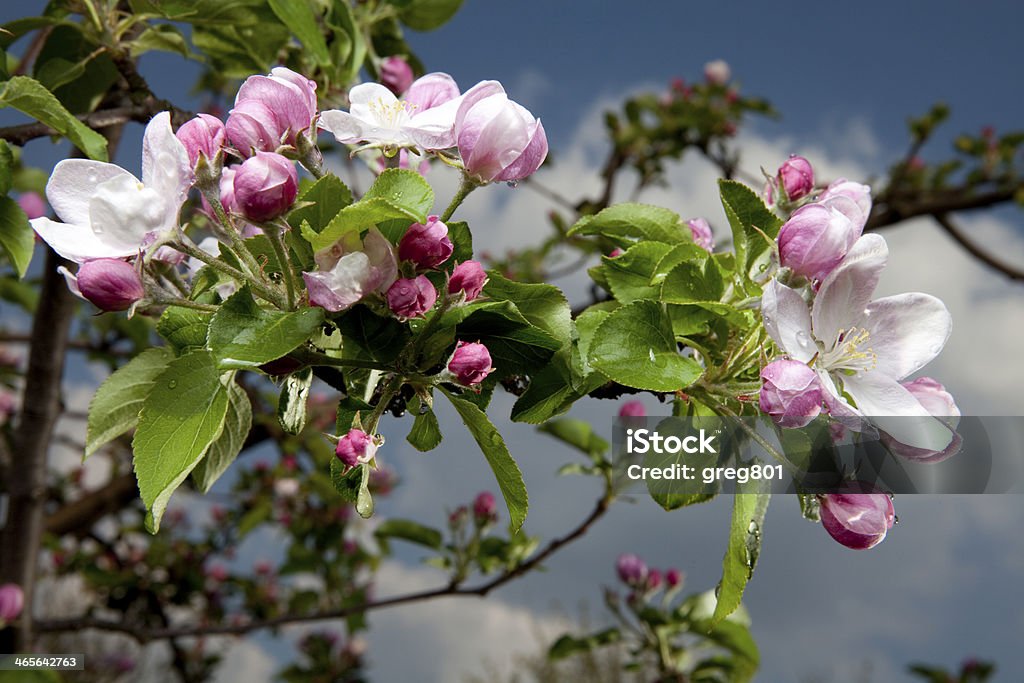 Primavera flores Desabrochando Orchard-fundo de natureza - Royalty-free Ajardinado Foto de stock