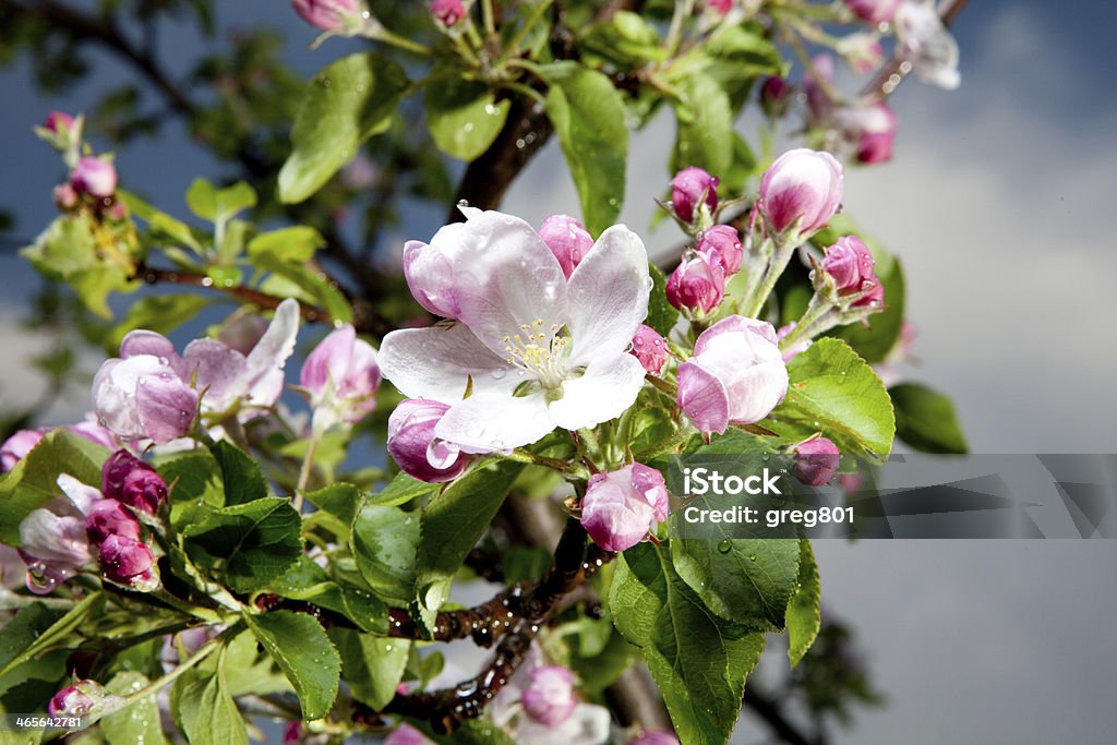 Primavera fiori sfondo di frutteto-natura - Foto stock royalty-free di Acqua