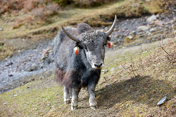 istock Yak. Everest Circuit. Nepal motives 465642849