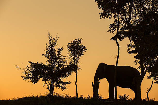 istock asia elephant in the forest at sunset 465643318