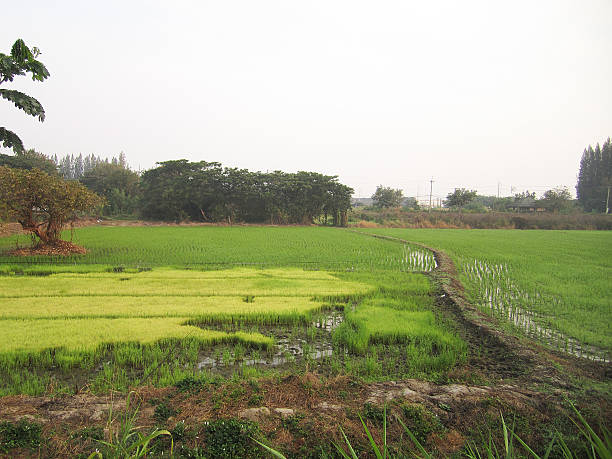 istock landscape of rice field with pathway 465643334