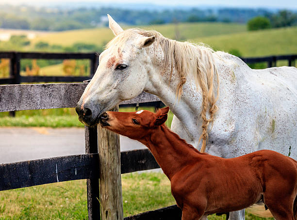 istock White horse and her colt 465643380