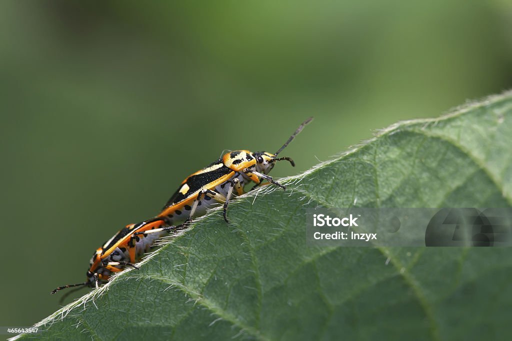 stinkbug - Foto de stock de Acasalamento de animais royalty-free