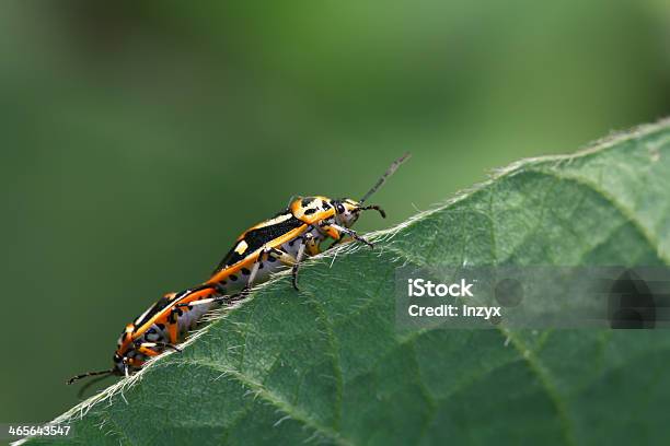 Foto de Stinkbug e mais fotos de stock de Acasalamento de animais - Acasalamento de animais, Amor, Animal