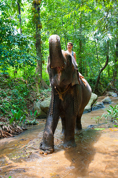 istock Woman riding on an elephant 465643825
