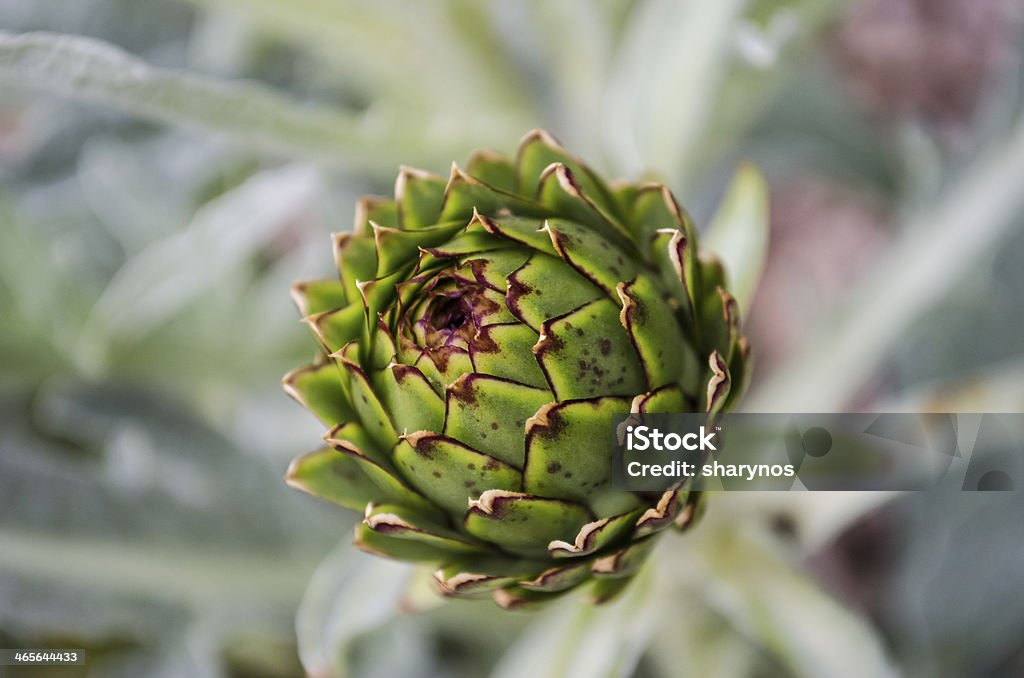 Carciofo crescita in un giardino - Foto stock royalty-free di Agricoltura