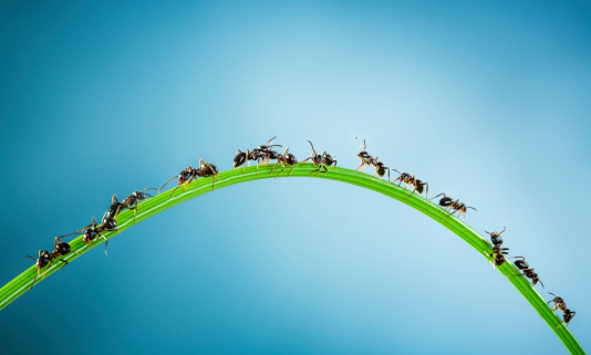 Team of ants running around the curved green blade of grass on a blue background