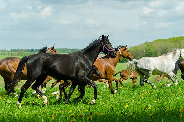 istock colorful galloping horses - mare and foal on meadow 465646240