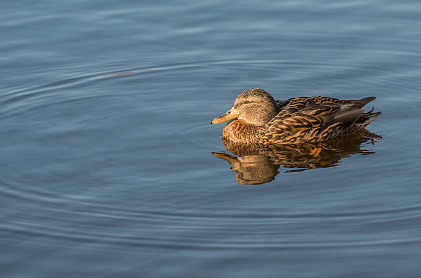 istock Mallard duck swimming peacefully in evening sunlight 465646334