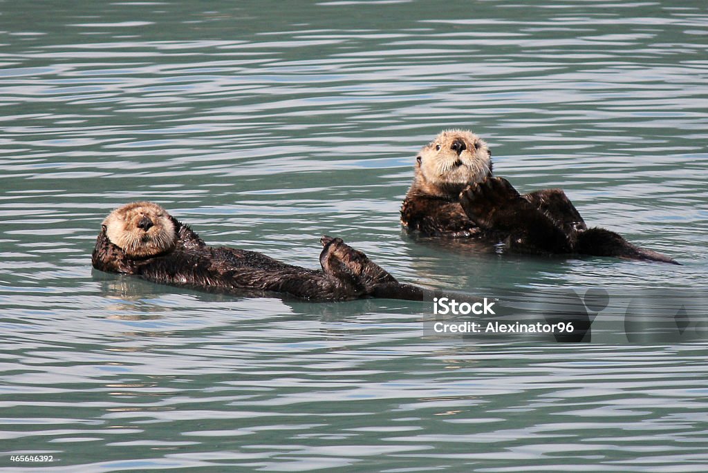 Alaskan Otter Two Northern Sea Otters close together. They were part of a small romp (group). They were a little close to the shore in Alaska.  Sea Otter Stock Photo