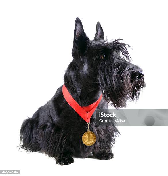 Campeão - Fotografias de stock e mais imagens de Cão - Cão, Scottish Terrier, Troféu