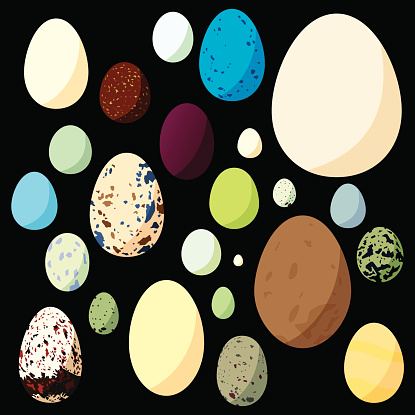 Vector illustration of various bird eggs in flat style.