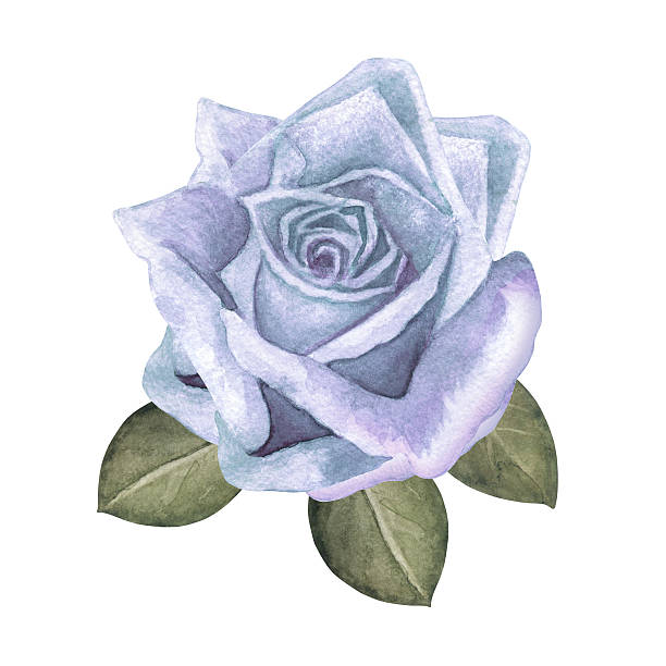 istock Watercolor blue rose flower with green leaves 465648772