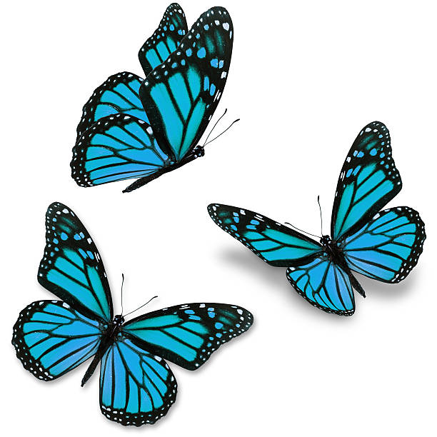 mariposa azul - butterfly monarch butterfly isolated flying fotografías e imágenes de stock