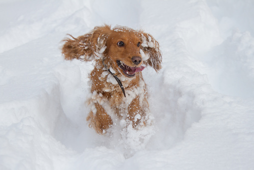 Cocker Spaniel playing in the mountains in deep snow