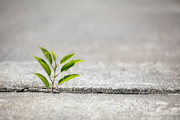 istock Small green plant growing through concrete for new life 465649614