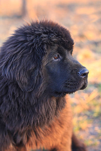 Newfoundland puppy stock photo