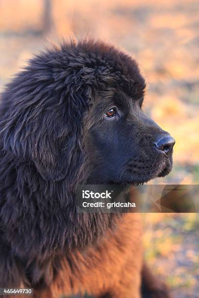 Newfoundland Puppy Stock Photo - Download Image Now - 2015, Animal, Black Color
