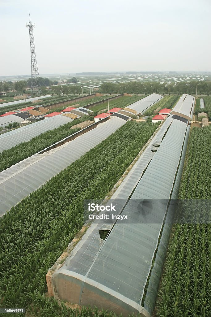 Verde pomodori - Foto stock royalty-free di Agricoltura