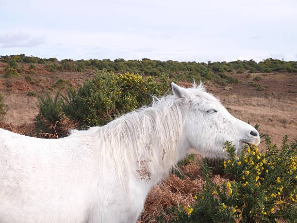 istock wild white horse eating gorse winter twilight new forest 465650018