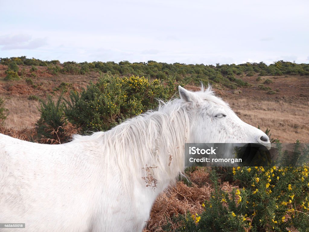 wild white horse eating gorse winter twilight new forest New forest national park, hampshire, southern england, uk, due to the recent decline in the population the new forest pony is now a rare breed 2015 Stock Photo
