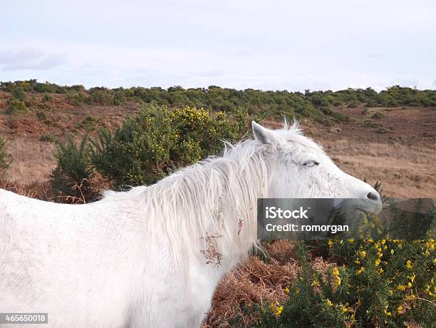 Wild White Horse Eating Gorse Winter Twilight New Forest Stock Photo - Download Image Now