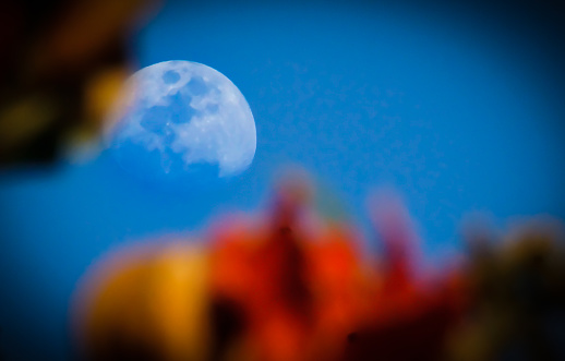 Daylight moon with  blurred flowers on the foreground