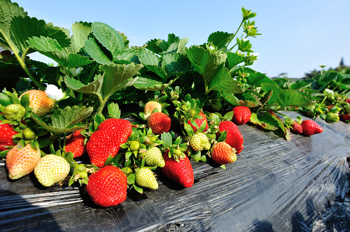 Strawberry flower and fruit harvesting