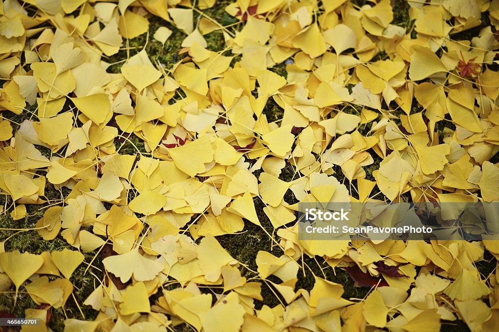 Gingko feuilles de l'automne - Photo de Abstrait libre de droits