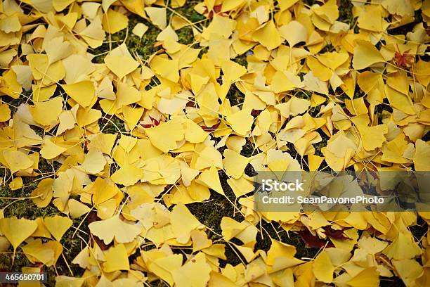 Foto de Gingko Folhas No Outono e mais fotos de stock de Abstrato - Abstrato, Caindo, Cidade de Quioto