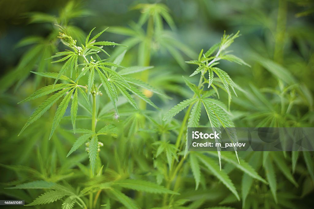 Cannabis plantas fundo - Foto de stock de Abuso de Substâncias royalty-free