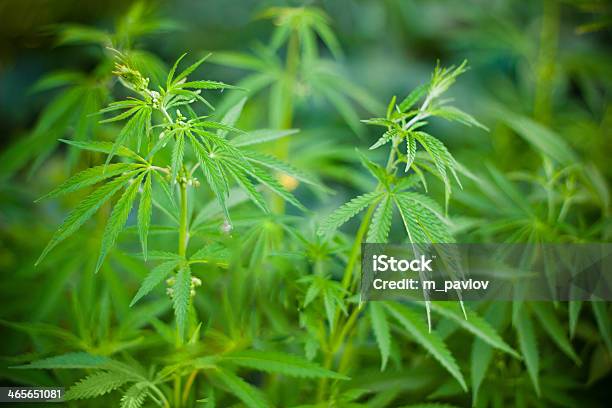 Foto de Cannabis Plantas Fundo e mais fotos de stock de Abuso de Substâncias - Abuso de Substâncias, Agricultura, Comprimido