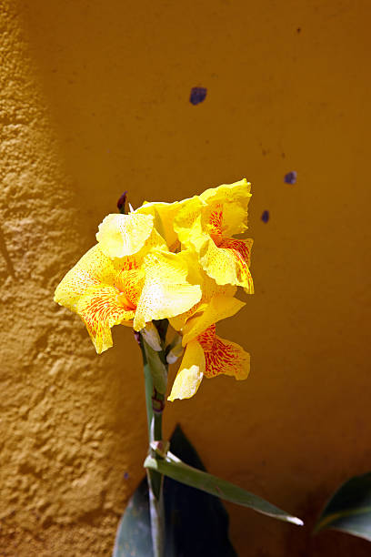 Blooming canna lily flower with green leaves