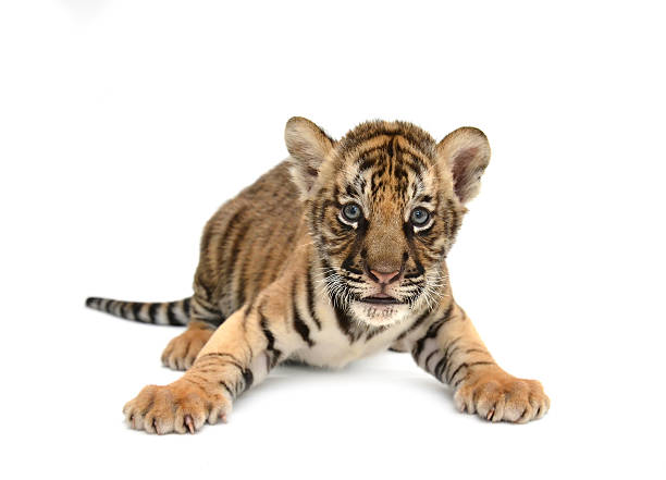 istock baby bengal tiger 465651797
