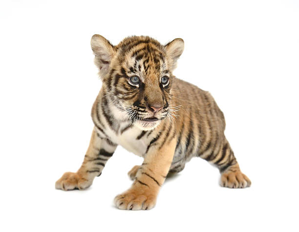 istock baby bengal tiger 465651805