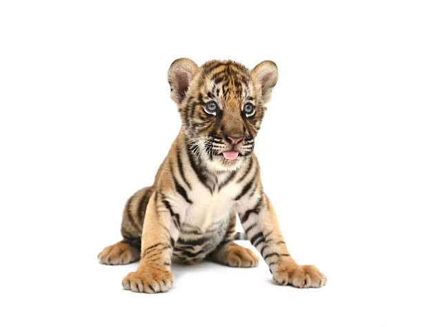 baby bengal tiger