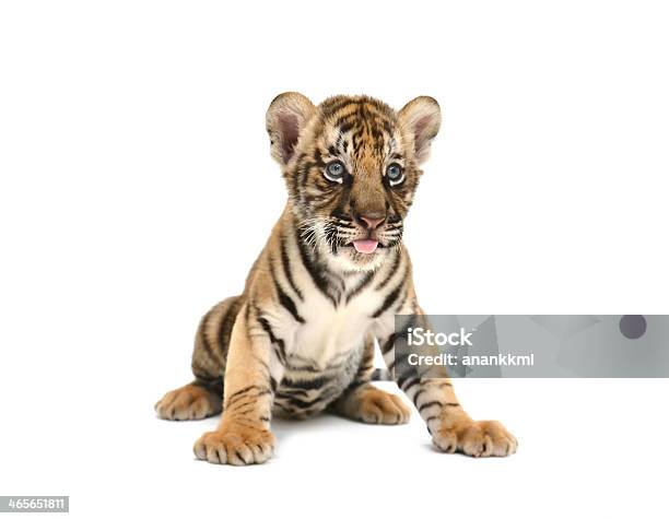 Baby Bengal Tiger Stock Photo - Download Image Now - Tiger, Young Animal, White Background