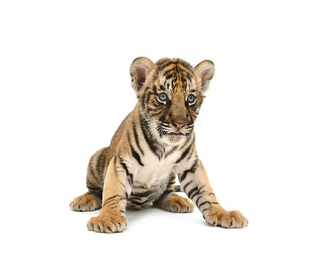 istock Baby Bengal tiger isolated on white 465651813