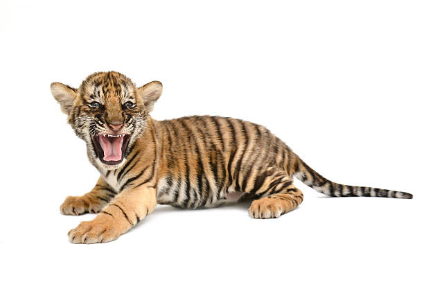 istock baby bengal tiger 465651827