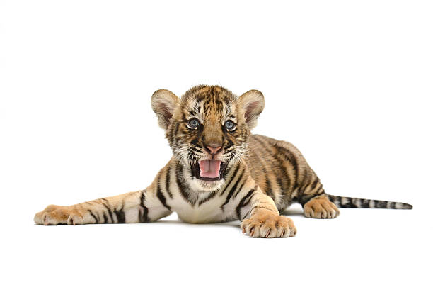 istock baby bengal tiger 465651835