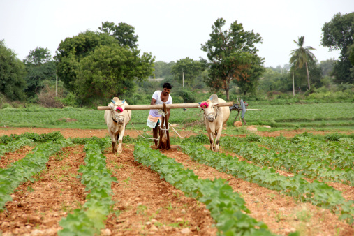 Indian Farmer